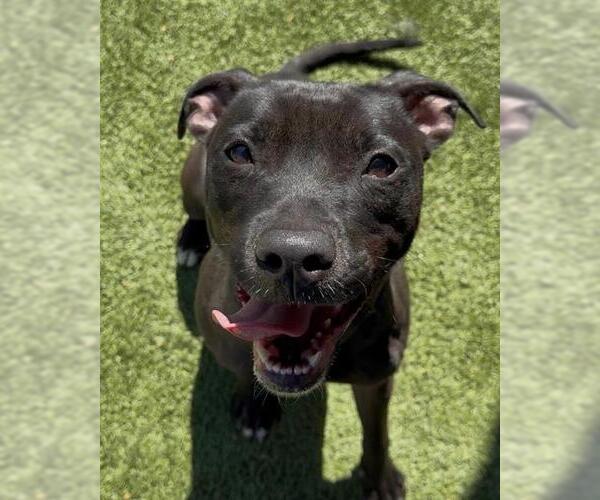 Medium Photo #1 Mutt Puppy For Sale in Newton, NC, USA