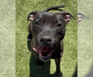 Mutt Dogs for adoption in Newton, NC, USA