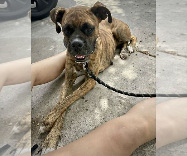 Medium Photo #1 Boxer Puppy For Sale in Dumont, NJ, USA