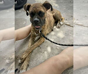 Boxer Dogs for adoption in Dumont, NJ, USA