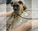 Small Boxer