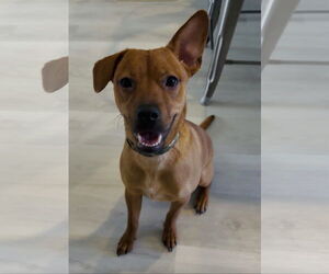 Chihuahua-Unknown Mix Dogs for adoption in Royal Palm Beach, FL, USA