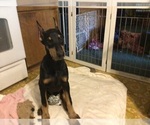 Small Photo #1 Doberman Pinscher Puppy For Sale in TEMECULA, CA, USA