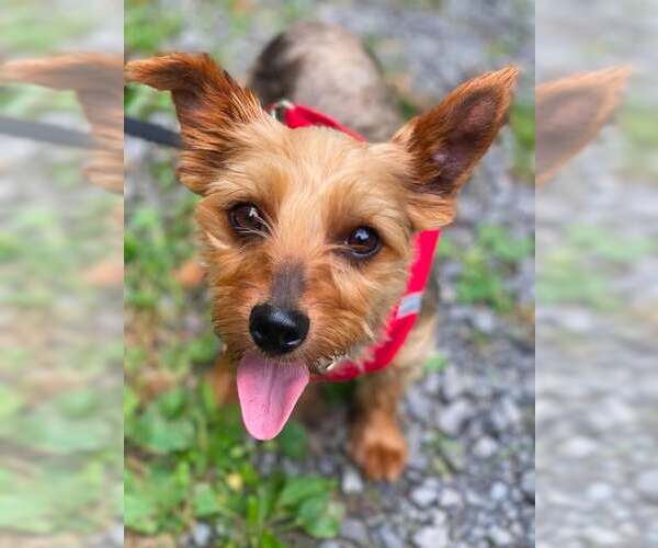 Medium Photo #1 Mutt Puppy For Sale in Lewistown, PA, USA