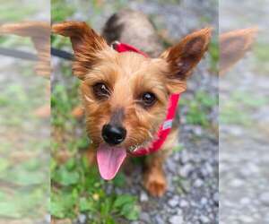 Mutt Dogs for adoption in Lewistown, PA, USA
