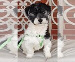 Small Photo #3 Havanese Puppy For Sale in WINSTON SALEM, NC, USA