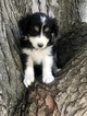 Small Photo #1 Australian Shepherd Puppy For Sale in PENDLETON, OR, USA