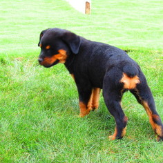 Rottweiler Puppy for sale in NEW HAVEN, IN, USA
