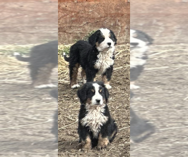 Medium Photo #2 Bernese Mountain Dog Puppy For Sale in SOUTHWORTH, WA, USA