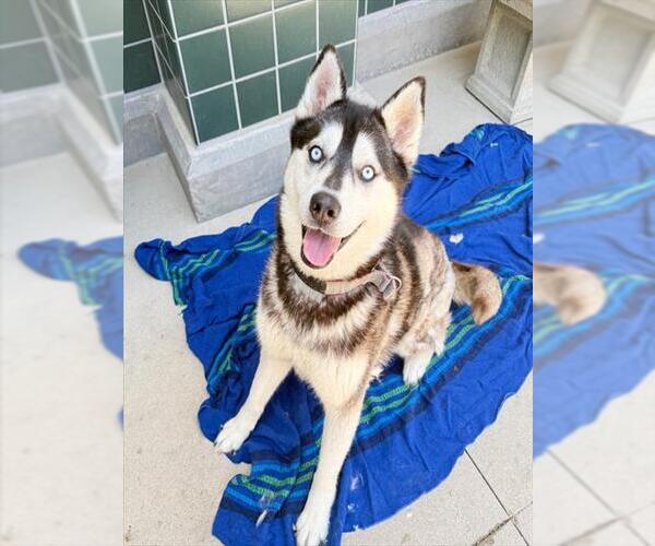 Medium Photo #3 Siberian Husky Puppy For Sale in Rancho Cucamonga, CA, USA