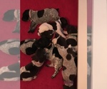 Small Photo #1 German Shorthaired Pointer Puppy For Sale in ARKANSAS CITY, KS, USA