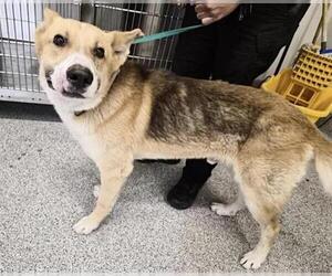 German Shepherd Dog Dogs for adoption in Houston, TX, USA