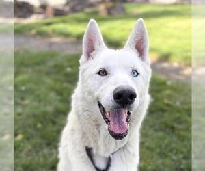 German Shepherd Dog Dogs for adoption in Martinez, CA, USA