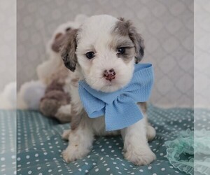 Poodle (Miniature)-Sheepadoodle Mix Puppy for sale in SHIPSHEWANA, IN, USA