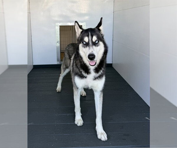 Medium Photo #2 Siberian Husky Puppy For Sale in San Bernardino, CA, USA