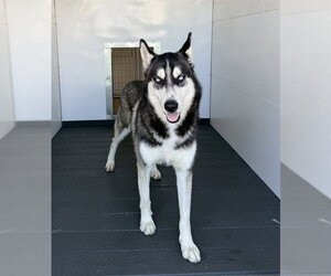 JIMMY - Male Siberian Husky Dog for Adoption - Photo #2
