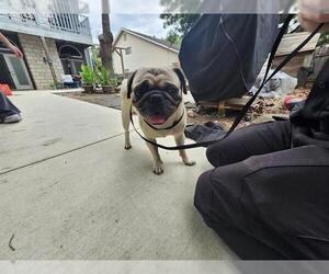 Pug-Unknown Mix Dogs for adoption in San Antonio, TX, USA