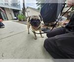 Small Pug Mix