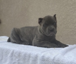 Cane Corso Puppy for sale in TEMECULA, CA, USA