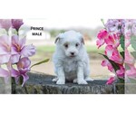 Small Photo #3 American Eskimo Dog-Poodle (Toy) Mix Puppy For Sale in CLARE, MI, USA