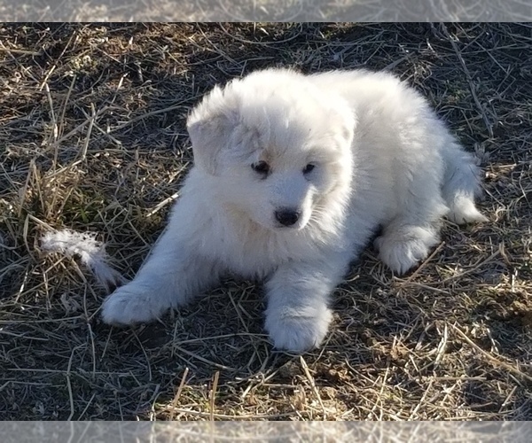 Medium Photo #3 Great Pyrenees Puppy For Sale in TWIN FALLS, ID, USA