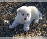 Small Photo #3 Great Pyrenees Puppy For Sale in TWIN FALLS, ID, USA