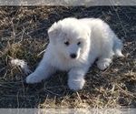 Small #2 Great Pyrenees