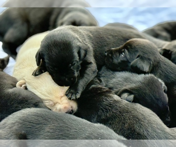 Medium Photo #3 Labrador Retriever Puppy For Sale in SIOUX CENTER, IA, USA