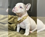 Small Photo #2 French Bulldog Puppy For Sale in DANBURY, CT, USA
