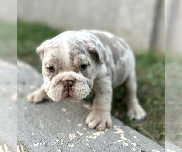 Medium Photo #2 English Bulldog Puppy For Sale in SAN MARINO, CA, USA