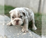 Small Photo #2 English Bulldog Puppy For Sale in SAN MARINO, CA, USA