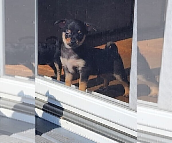 Medium Photo #1 Chihuahua Puppy For Sale in PHILADELPHIA, PA, USA