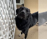 Small #9 Labrador Retriever Mix
