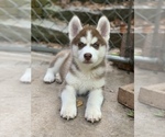 Small Photo #1 Siberian Husky Puppy For Sale in ATL, GA, USA