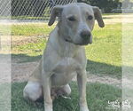 Small #1 Labrador Retriever-Retriever  Mix