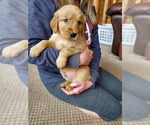 Small Photo #4 Golden Retriever Puppy For Sale in DAKOTA, MN, USA