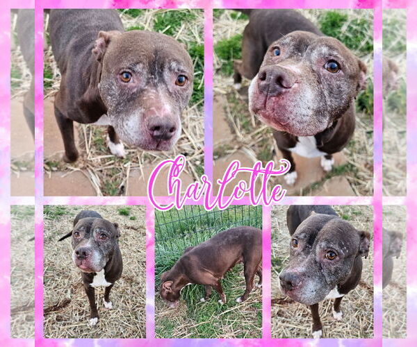 Medium Photo #4 Mutt Puppy For Sale in Blacksburg, SC, USA