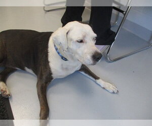 Catahoula Leopard Dog-Unknown Mix Dogs for adoption in Ocala, FL, USA