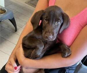 Labrador Retriever Puppy for sale in RIVERVIEW, FL, USA