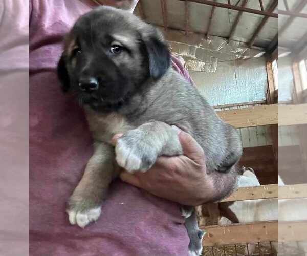 Medium Photo #1 Kangal Dog Puppy For Sale in THURMONT, MD, USA