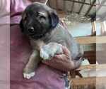 Image preview for Ad Listing. Nickname: Kangal puppy