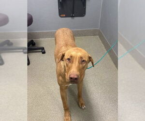 Doberman Pinscher-Labrador Retriever Mix Dogs for adoption in Las Vegas, NV, USA