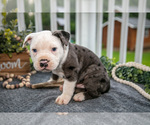 Small #1 Olde English Bulldogge