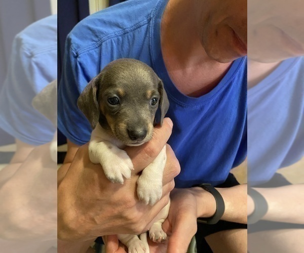 Medium Photo #31 Dachshund Puppy For Sale in LUBBOCK, TX, USA