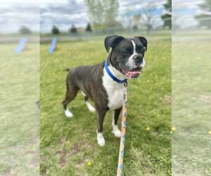 Boxer Dogs for adoption in Woodbury, MN, USA