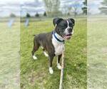 Small Boxer