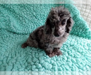 Poodle (Miniature) Puppy for sale in LAUREL, MS, USA
