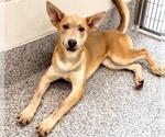 Small #1 German Shepherd Dog Mix