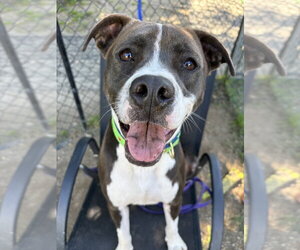 AC - Ripple - Male American Pit Bull Terrier-Beagle Mix Dog for Adoption - Photo #45