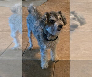 Tito - Male Poodle (Miniature) Dog for Adoption - Photo #3